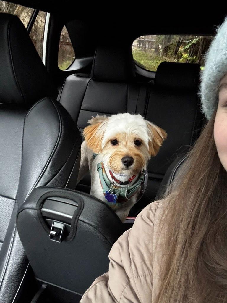 Vivi, Adoptable, Young Female Maltese.