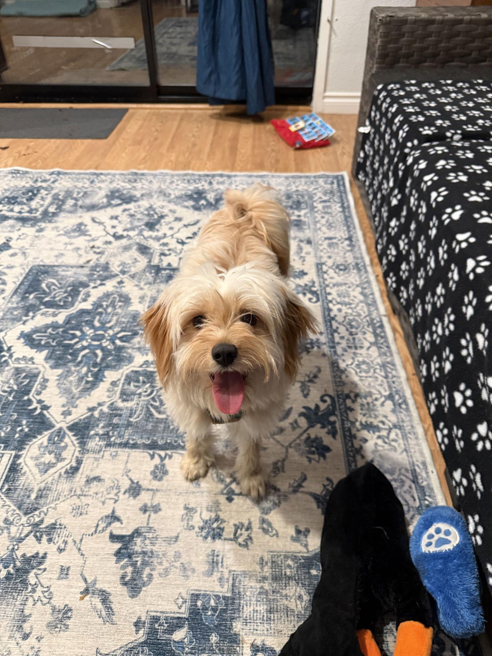 Enlarge Vivi, a Adoptable Maltese in Seattle, WA image 1/3