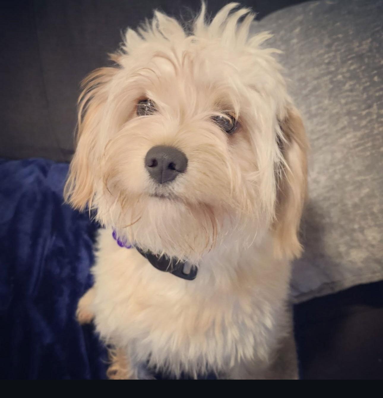 Enlarge Vivi, a Adoptable Maltese in Seattle, WA image 2/3