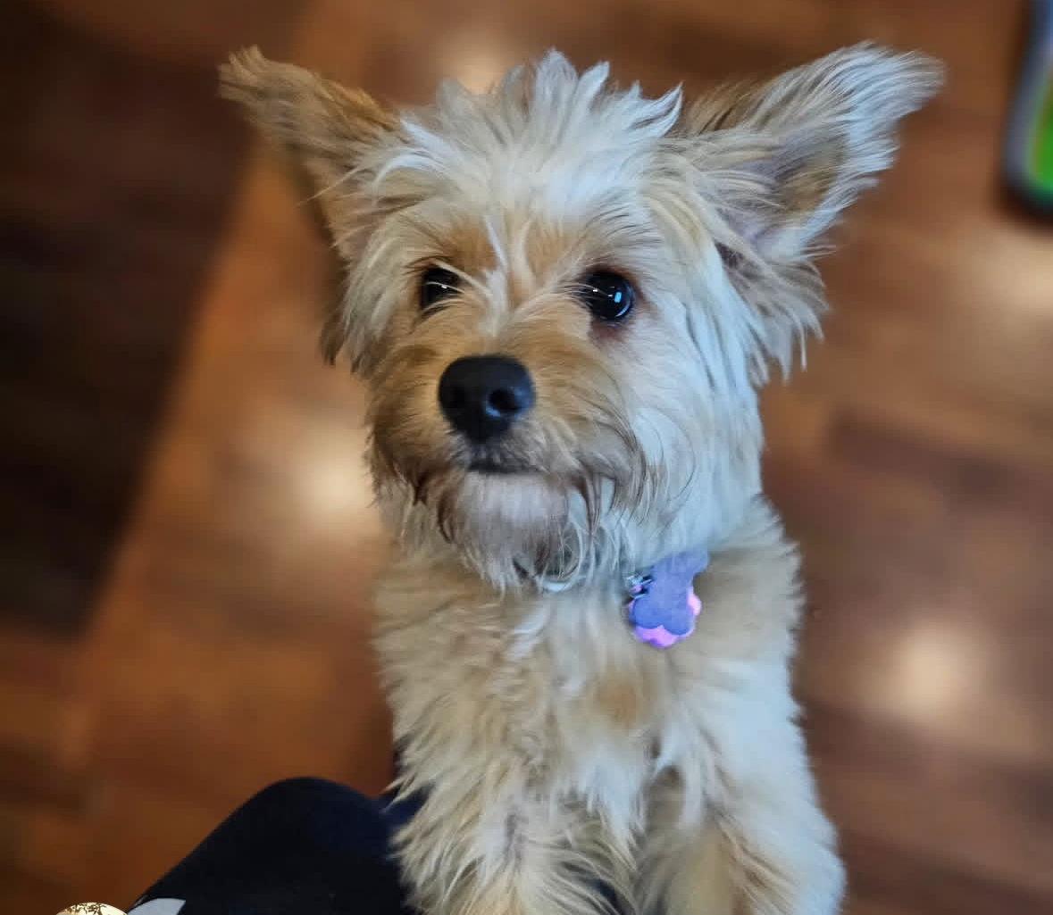 Enlarge Vivi, a Adoptable Maltese in Seattle, WA image 3/3