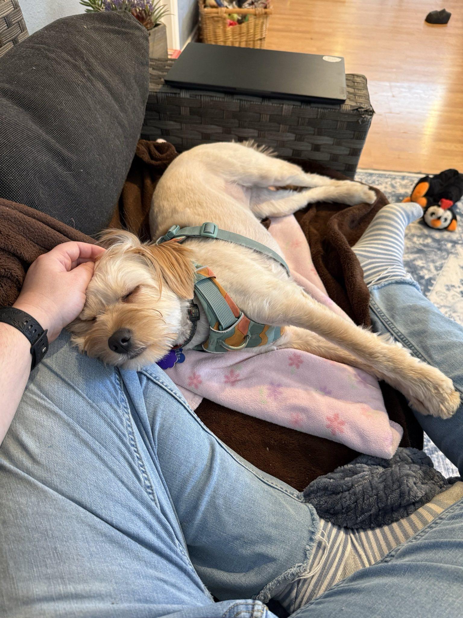 Enlarge Vivi, a Adoptable Maltese in Seattle, WA image 3/3