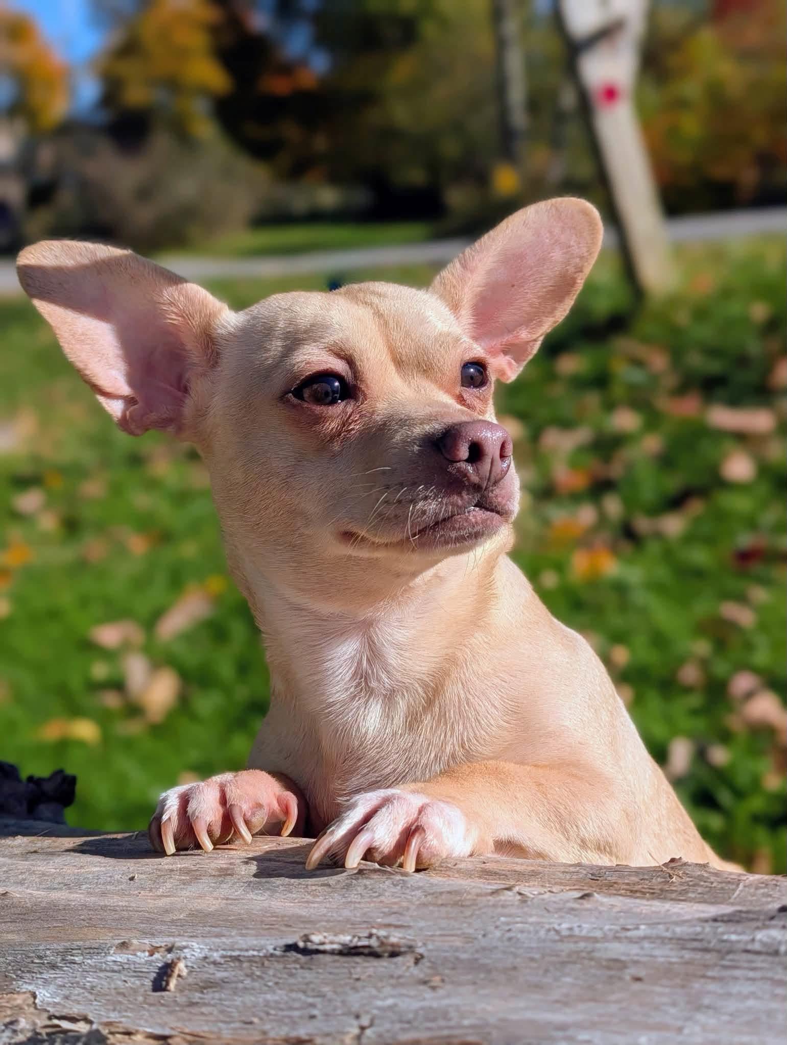 Robin, Adoptable, Adult Male Chihuahua.