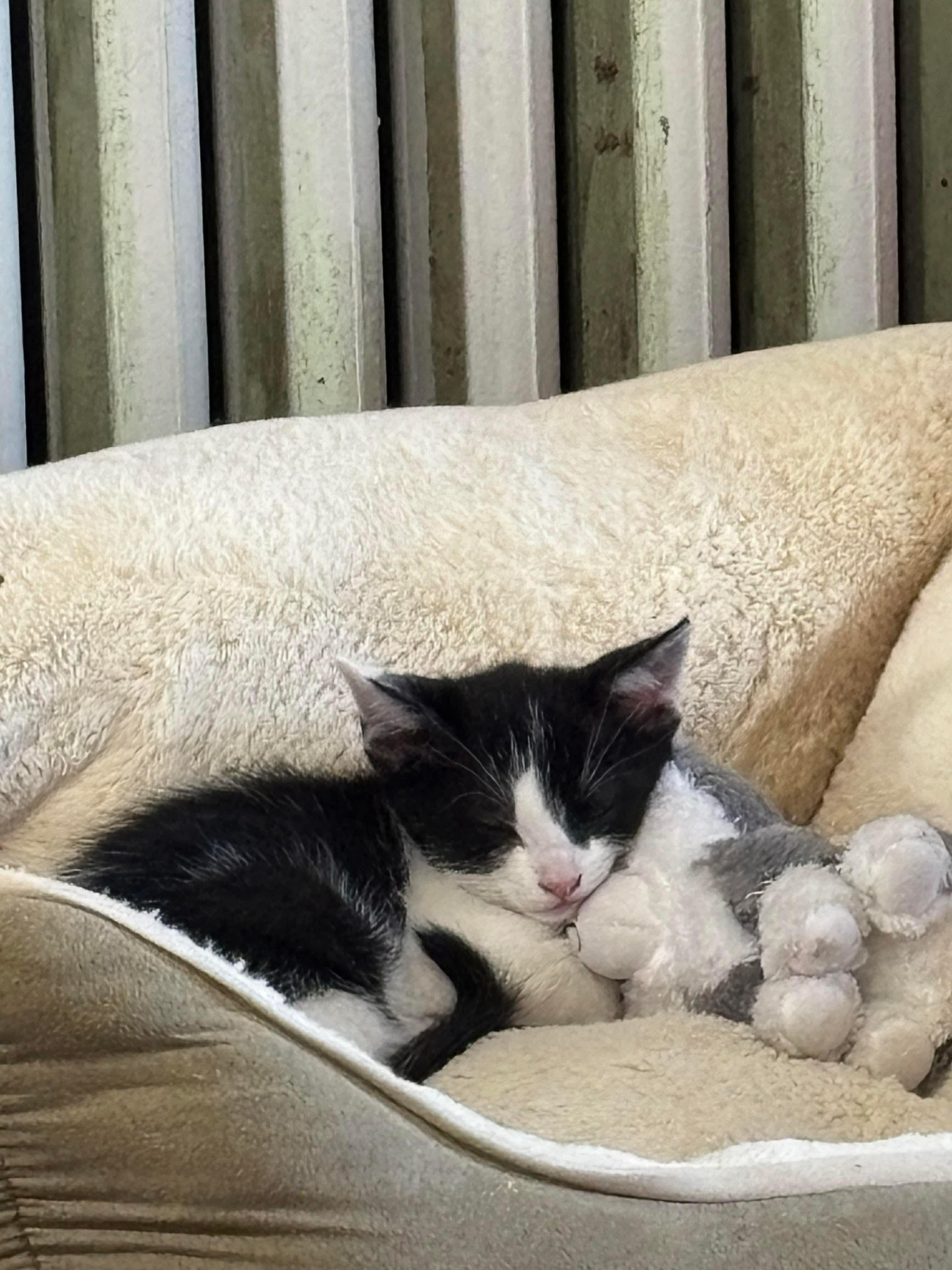 Enlarge Popeye & Panda, an adopted American Shorthair in East Orange, NJ image 3/3