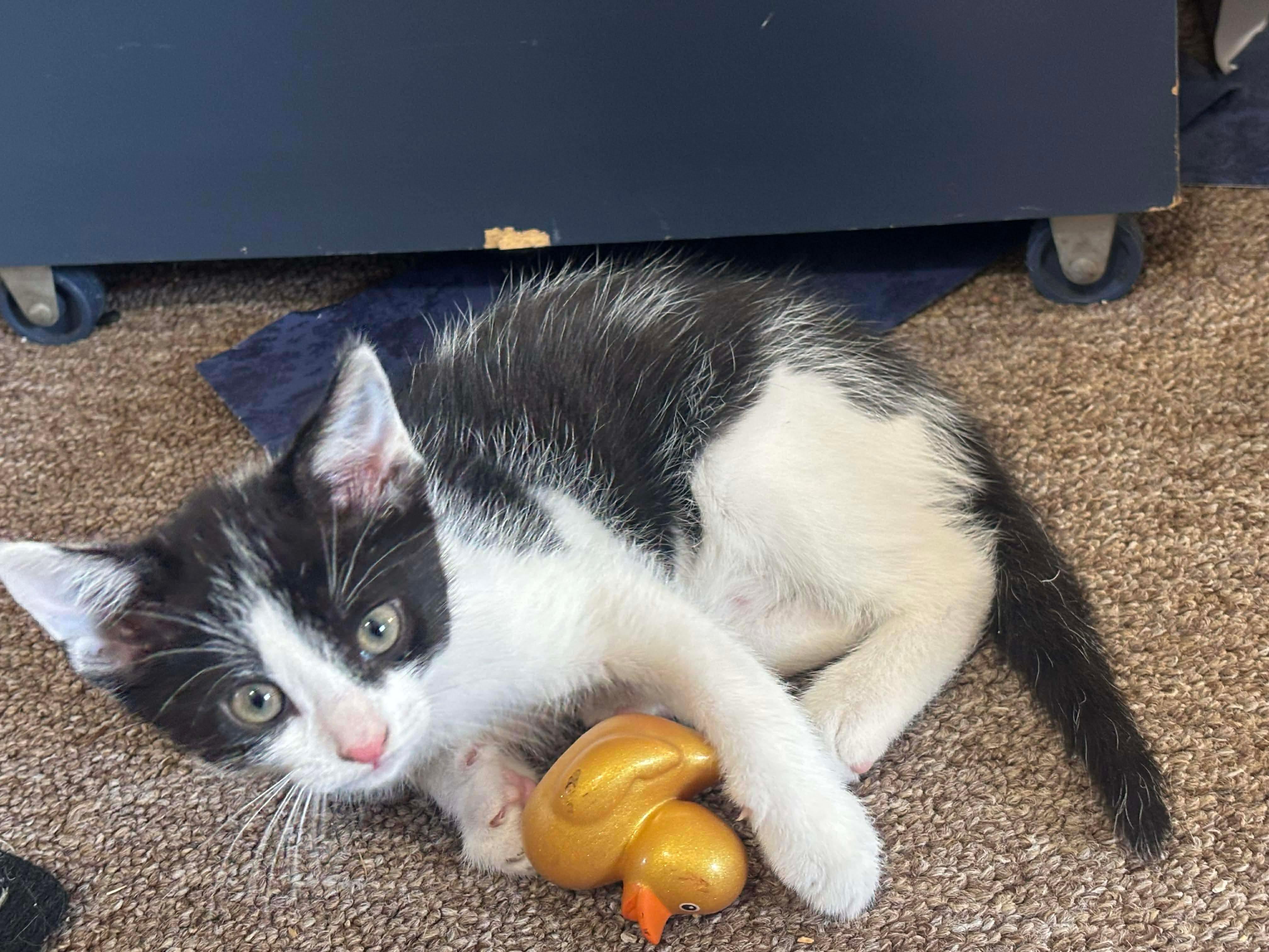 Enlarge Popeye & Panda, an adopted American Shorthair in East Orange, NJ image 2/3