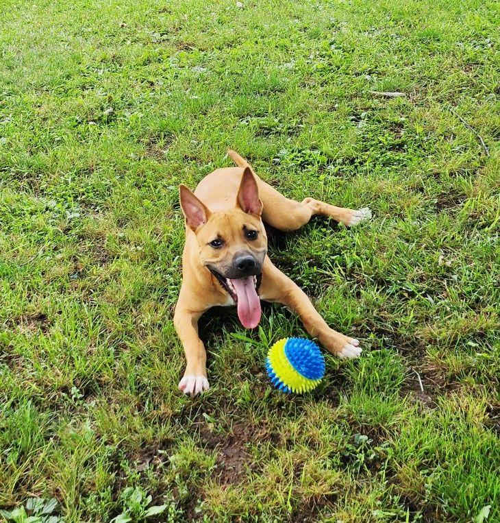 Rudy, ADOPTABLE, Young Male American Staffordshire Terrier & Shepherd.