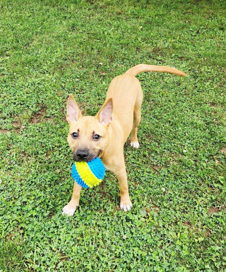 Rudy, a ADOPTABLE mixed breed in Perth Amboy, NJ image 3/4