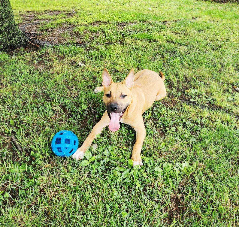 Rudy, a ADOPTABLE mixed breed in Perth Amboy, NJ image 4/4