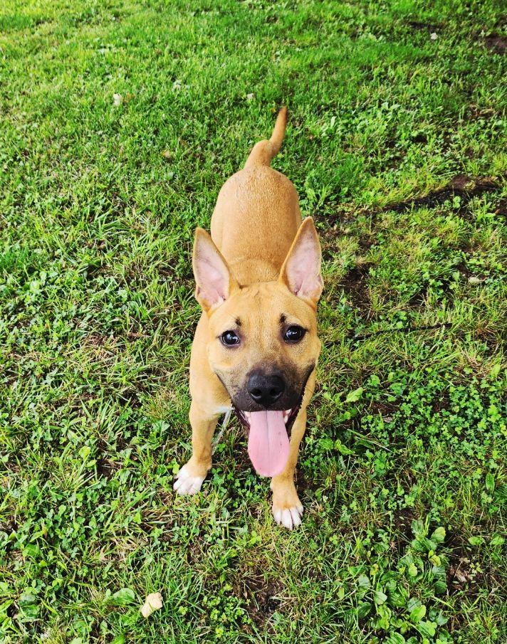 Rudy, a ADOPTABLE mixed breed in Perth Amboy, NJ image 2/4
