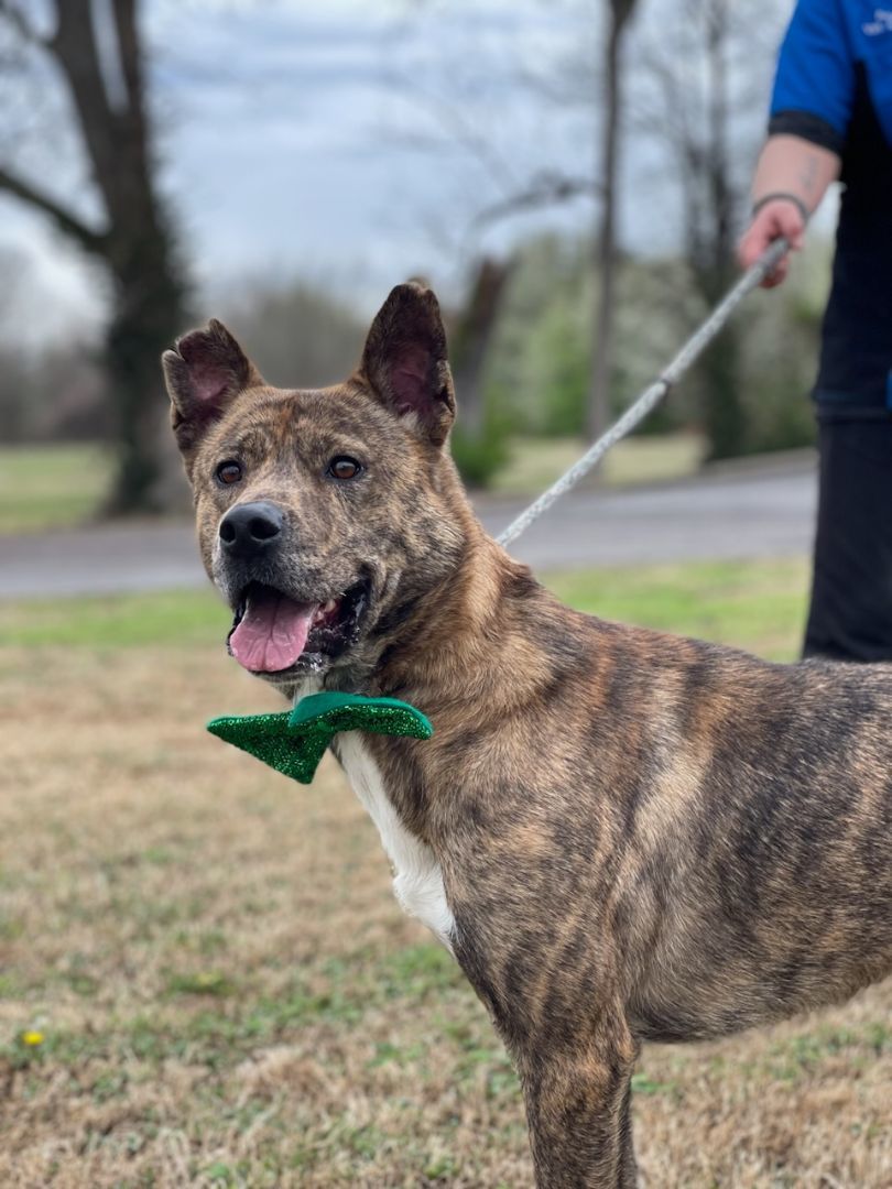 Enlarge Newton, a Adoptable mixed breed in Tulsa, OK image 1/6