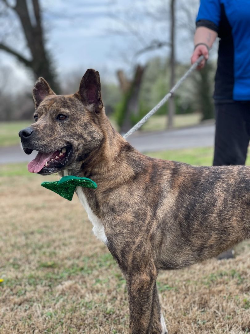 Enlarge Newton, a Adoptable mixed breed in Tulsa, OK image 2/6