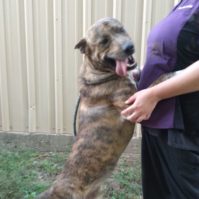 Enlarge Newton, a Adoptable mixed breed in Tulsa, OK image 4/6