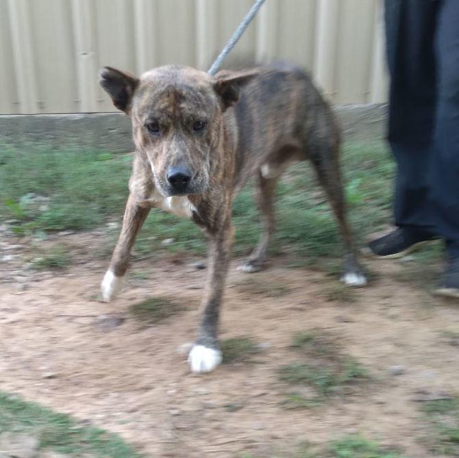 Enlarge Newton, a Adoptable mixed breed in Tulsa, OK image 5/6