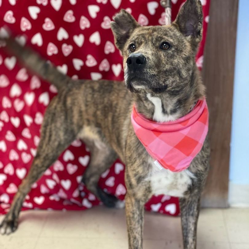 Enlarge Newton, a Adoptable mixed breed in Tulsa, OK image 6/6