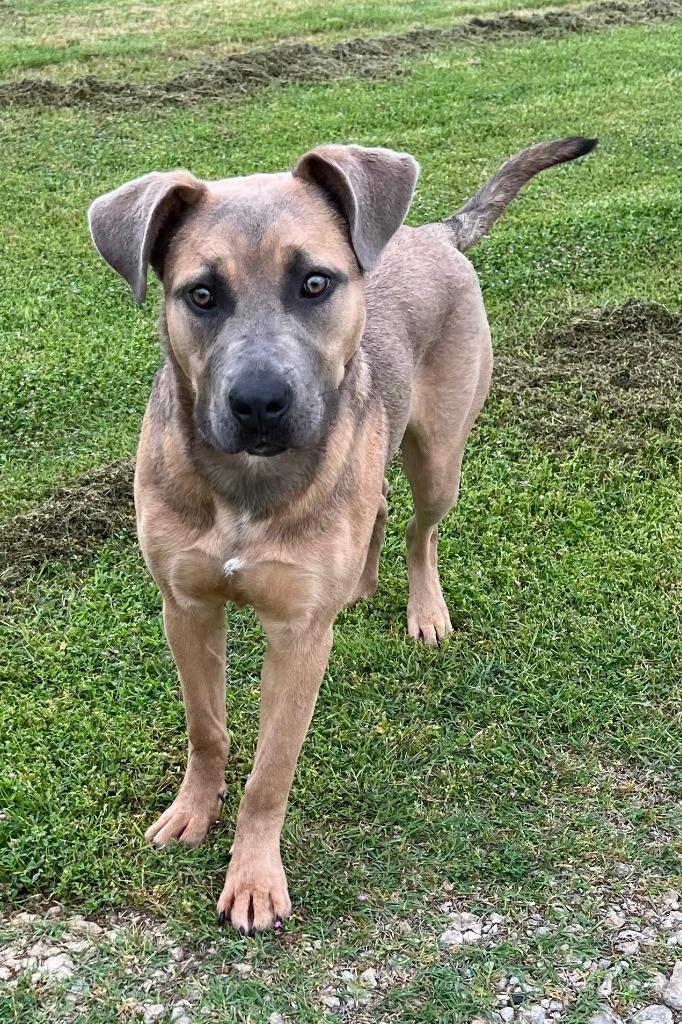 Racine, Adoptable, Young Female German Shepherd Dog & American Staffordshire Terrier.