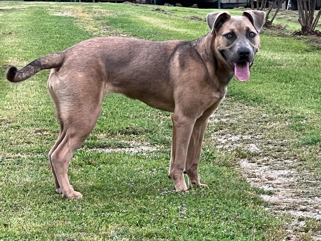 Enlarge Racine, a Adoptable mixed breed in Farmersville, TX image 2/3