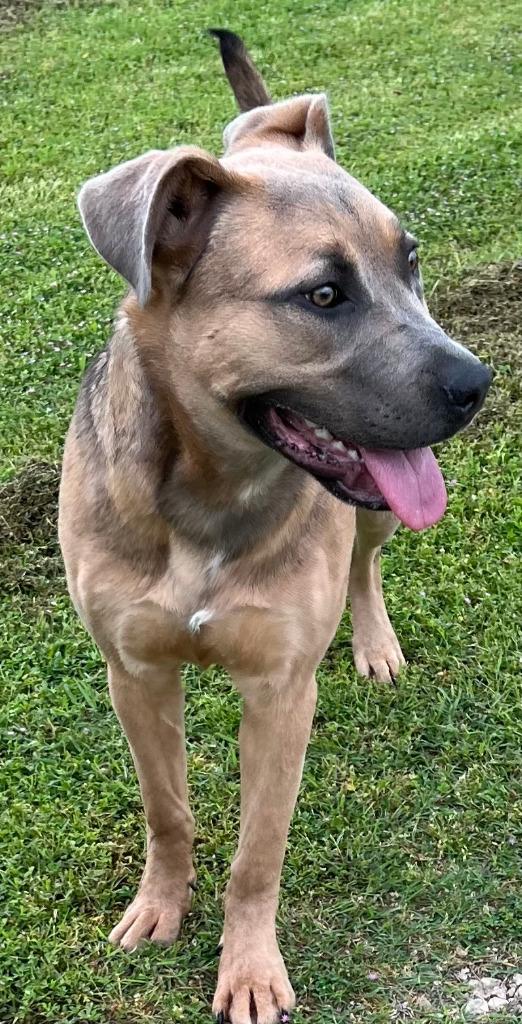 Enlarge Racine, a Adoptable mixed breed in Farmersville, TX image 3/3