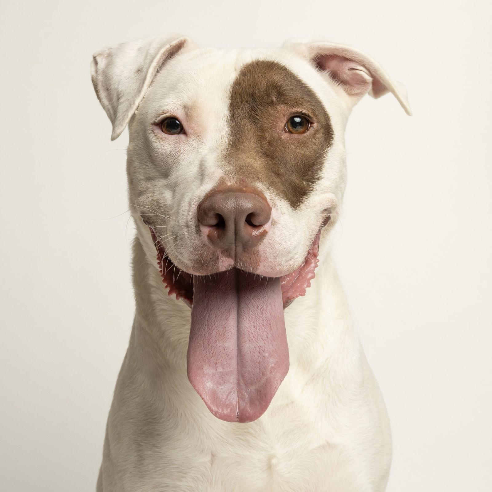 Tucker, Adoptable, Young Male Bull Terrier.