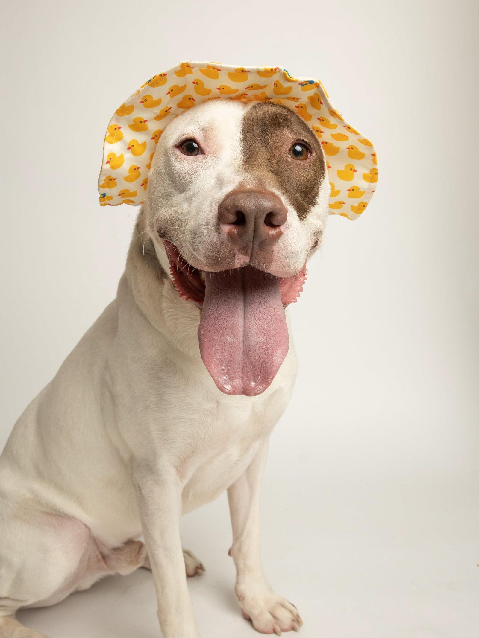 Enlarge Tucker, a Adoptable Bull Terrier in Richardson, TX image 2/2