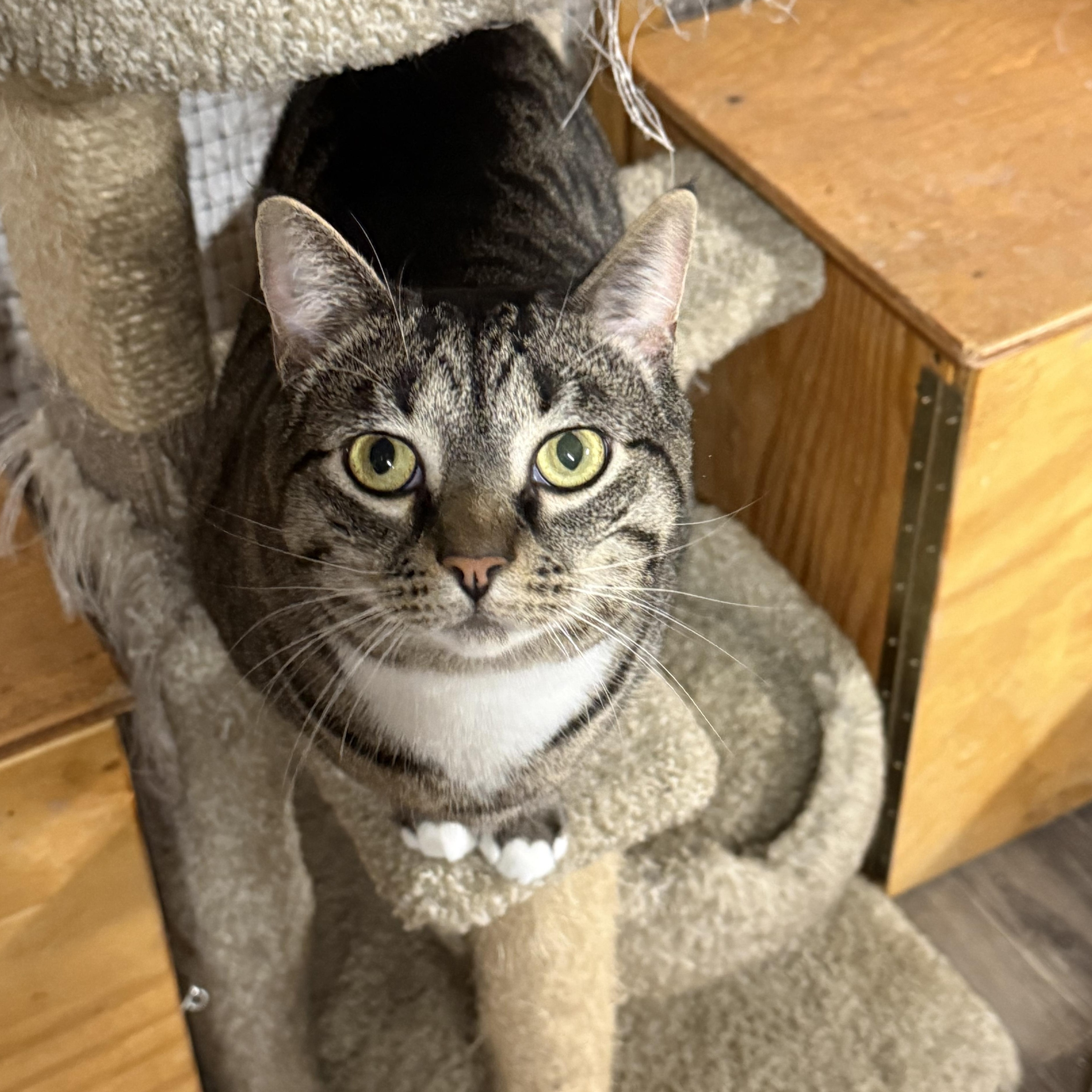 Enlarge Patton, a Adoptable Tabby in East Amherst, NY image 2/6