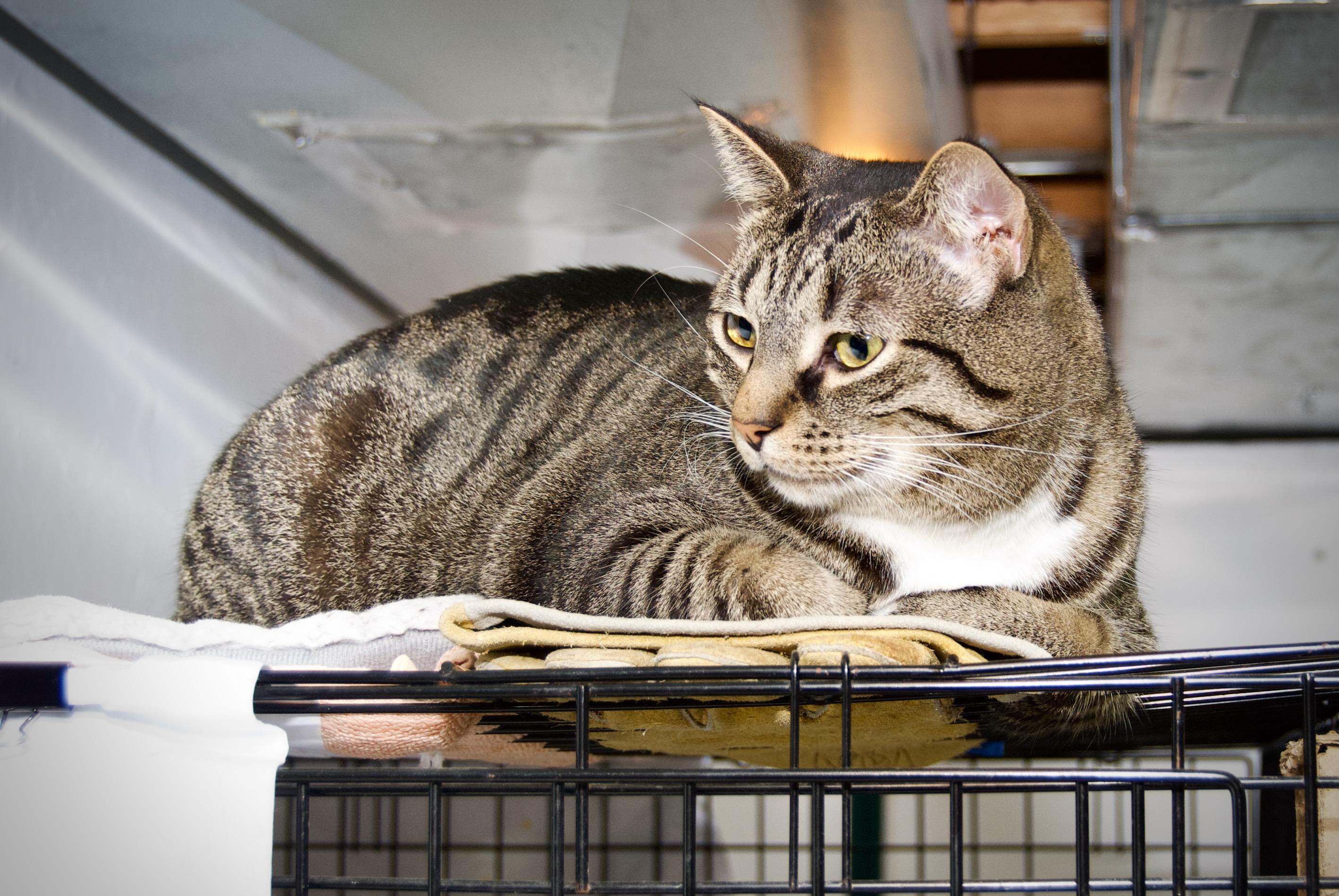 Enlarge Patton, a Adoptable Tabby in East Amherst, NY image 3/6