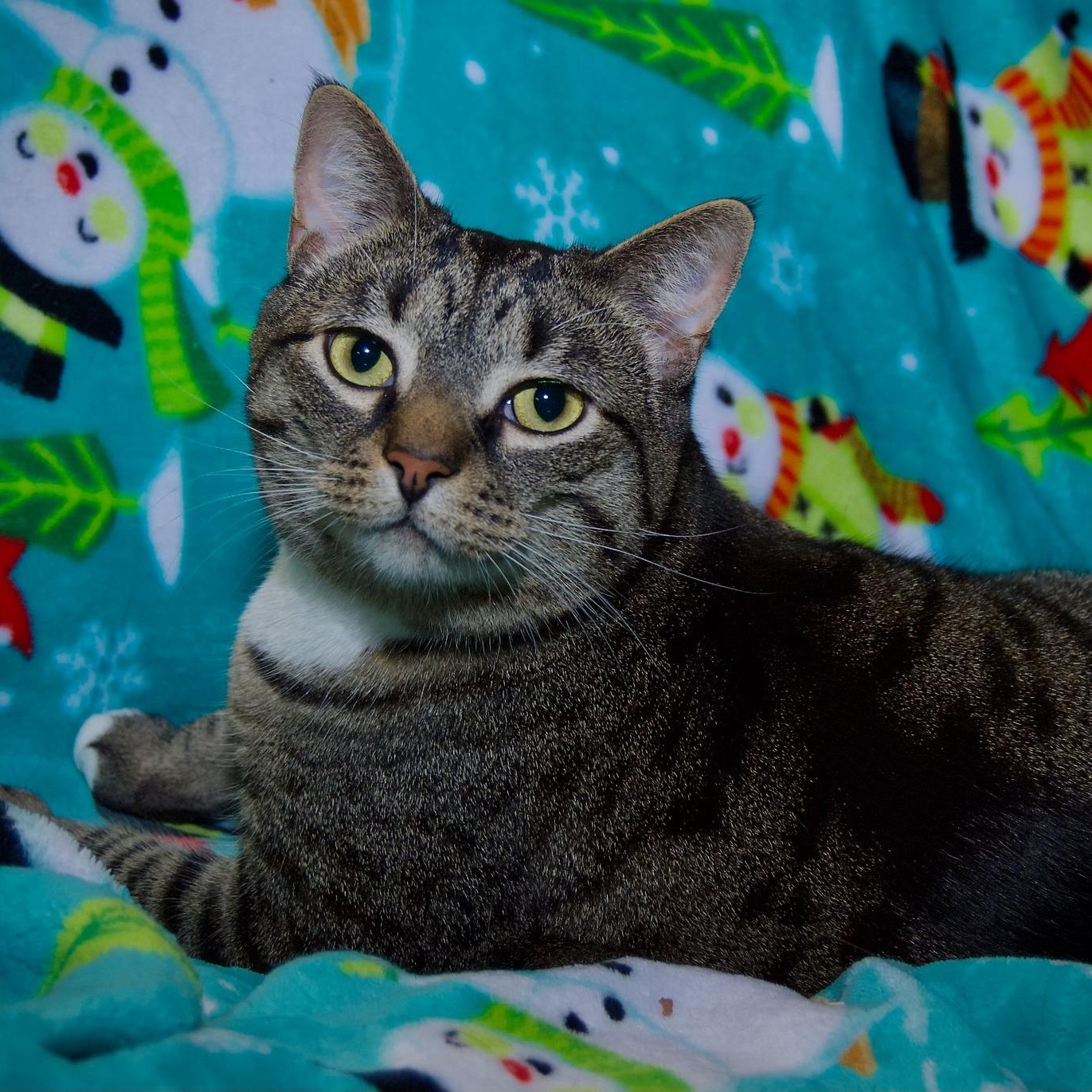 Enlarge Patton, a Adoptable Tabby in East Amherst, NY image 4/6