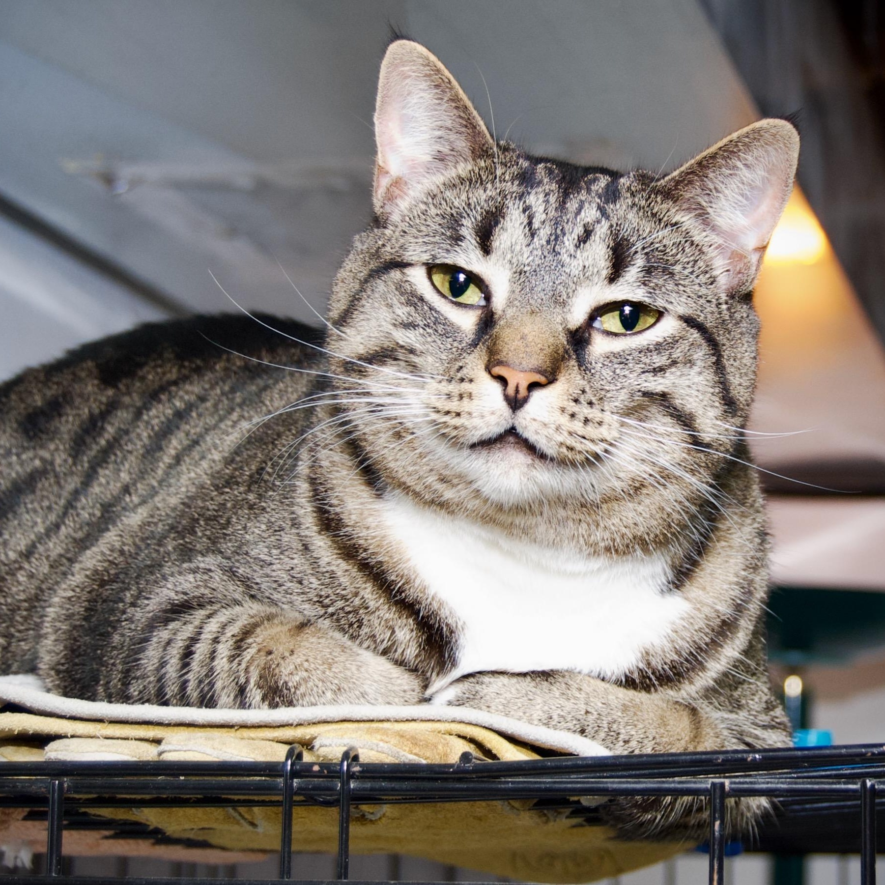 Patton, Adoptable, Young Male Tabby.