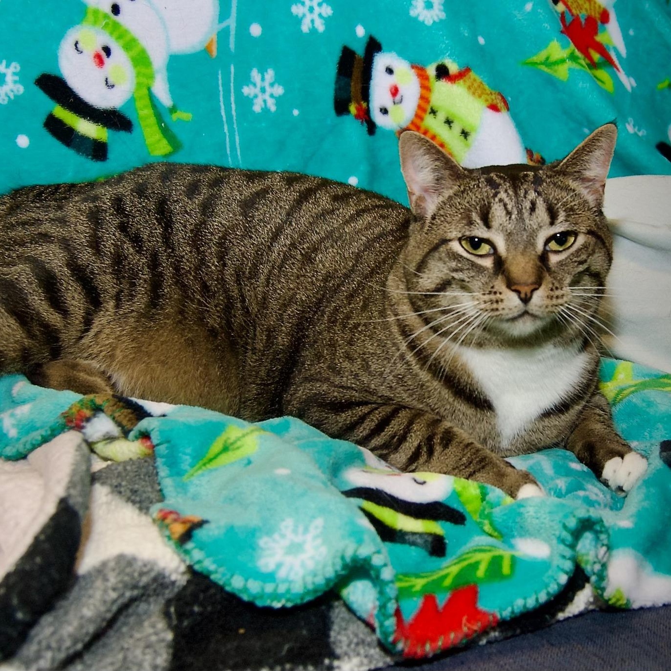 Enlarge Patton, a Adoptable Tabby in East Amherst, NY image 5/6