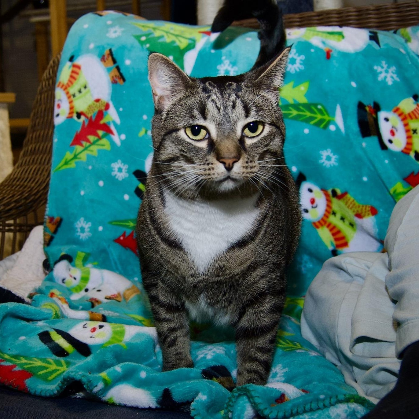Enlarge Patton, a Adoptable Tabby in East Amherst, NY image 6/6