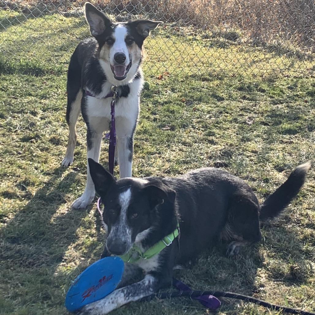 Lennox, Adoptable, Adult Female German Shepherd Dog & Mixed Breed.