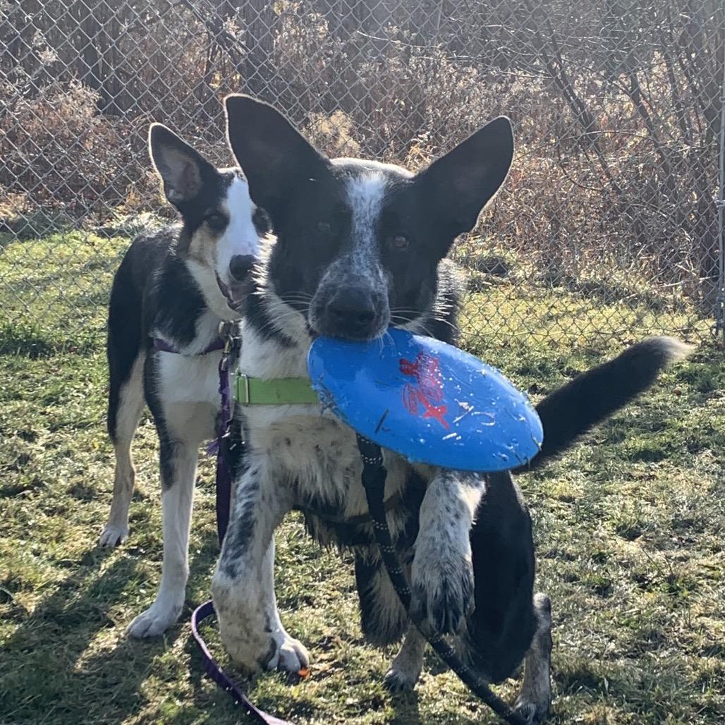 Lennox, a Adoptable mixed breed in Middlebury, VT image 2/6