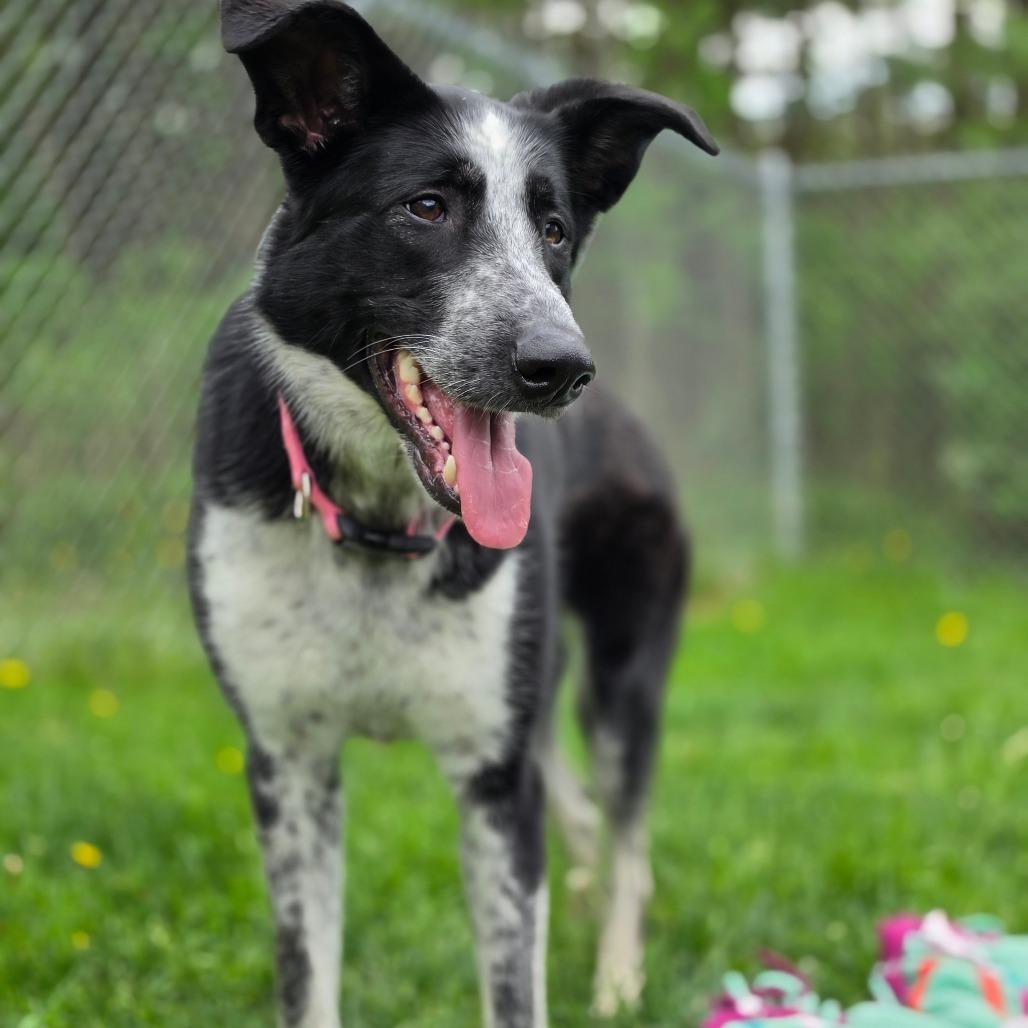 Lennox, a Adoptable mixed breed in Middlebury, VT image 3/6