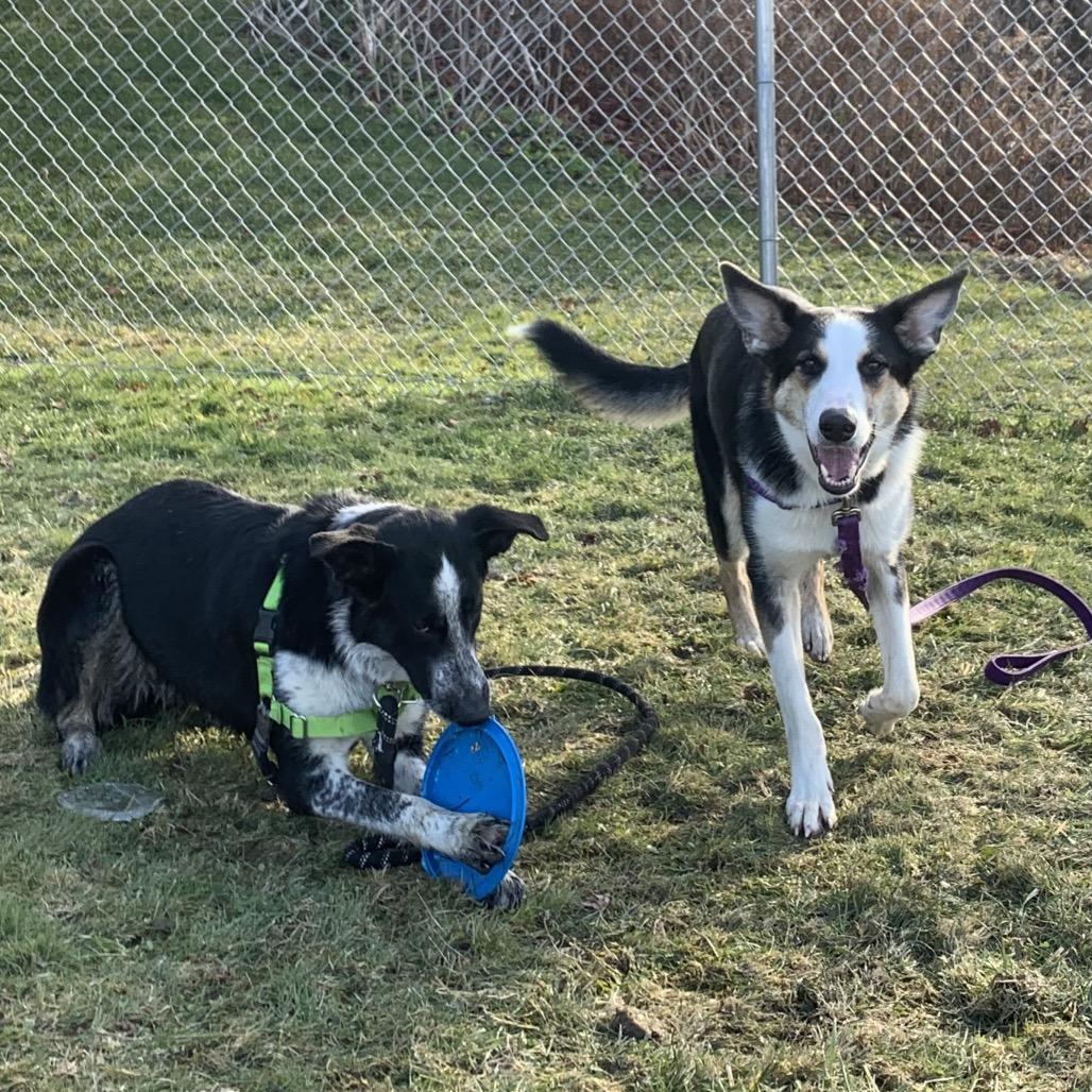 Lennox, a Adoptable mixed breed in Middlebury, VT image 4/6