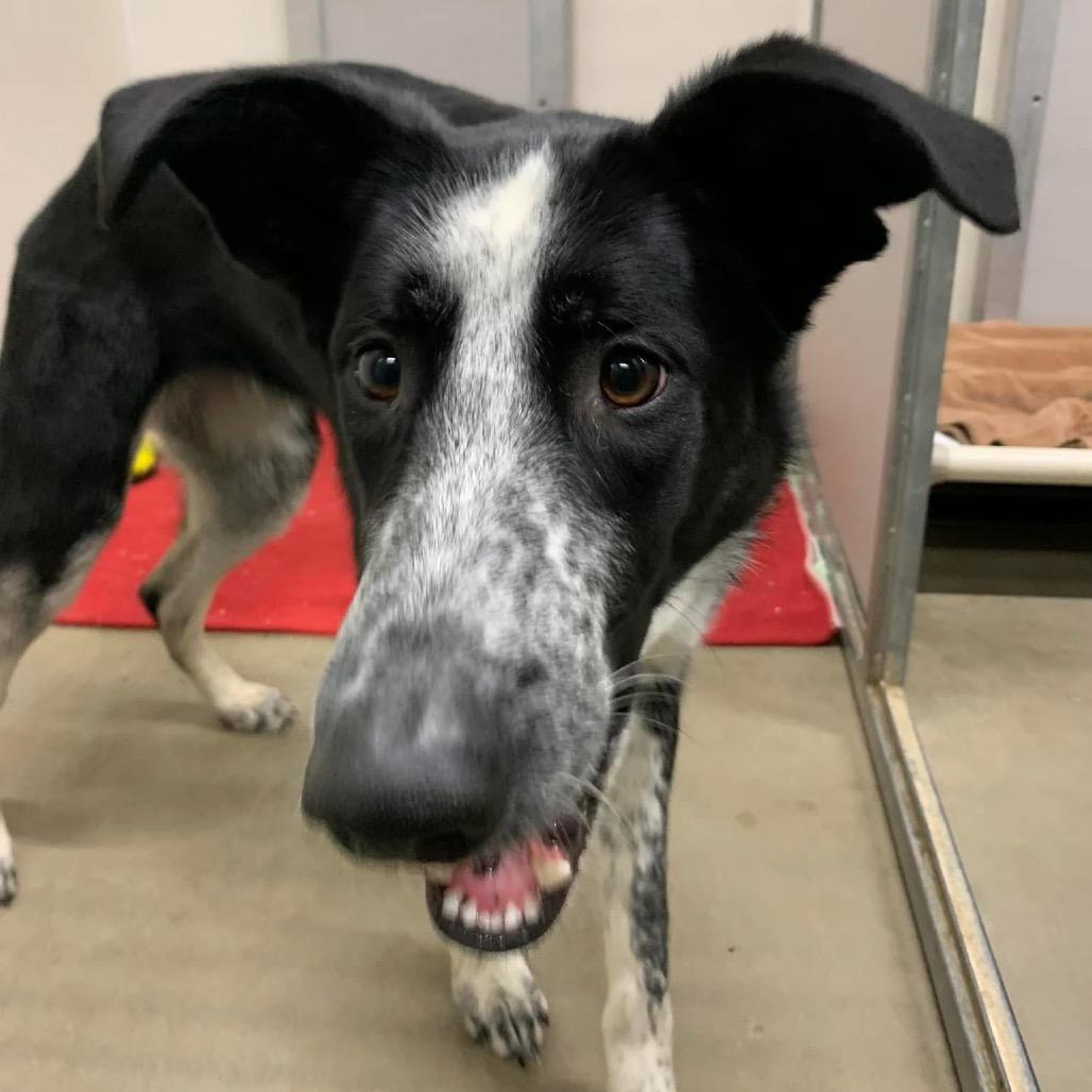 Lennox, a Adoptable mixed breed in Middlebury, VT image 5/6