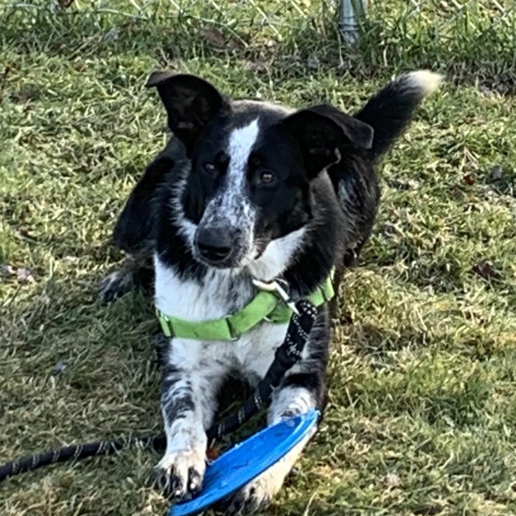 Lennox, a Adoptable mixed breed in Middlebury, VT image 6/6