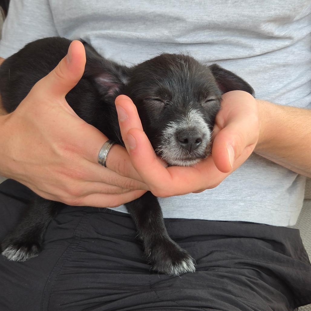 Su (Kung Fu Panda), Adoptable, Puppy Female Poodle & Mixed Breed.