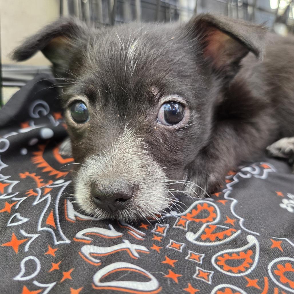 Su (Kung Fu Panda), a Adoptable mixed breed in Redmond, WA image 2/5