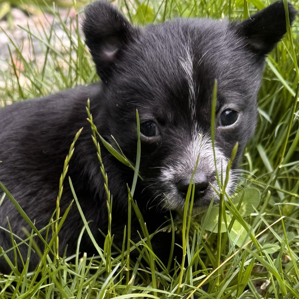 Enlarge Su (Kung Fu Panda), a Adoptable mixed breed in Redmond, WA image 1/1