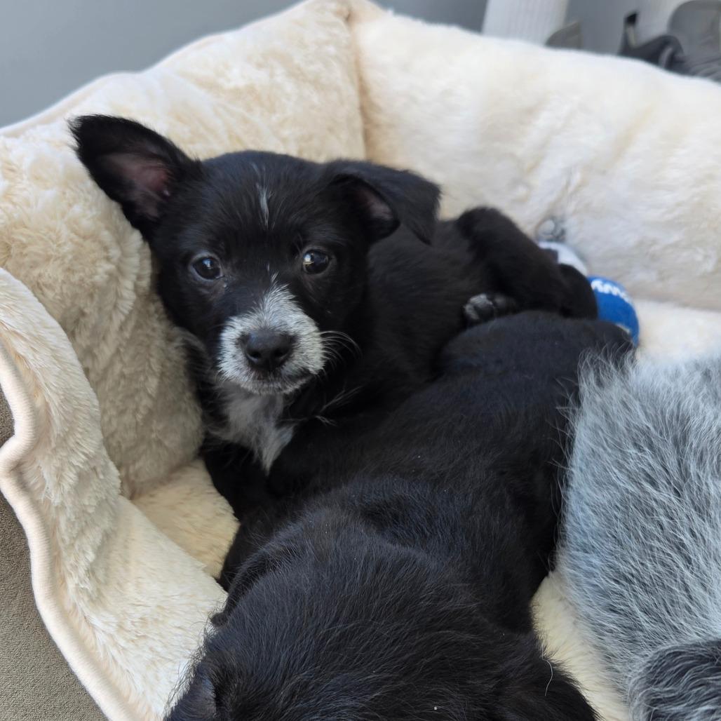Su (Kung Fu Panda), a Adoptable mixed breed in Redmond, WA image 4/5