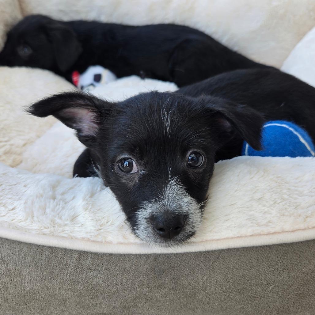 Su (Kung Fu Panda), a Adoptable mixed breed in Redmond, WA image 5/5