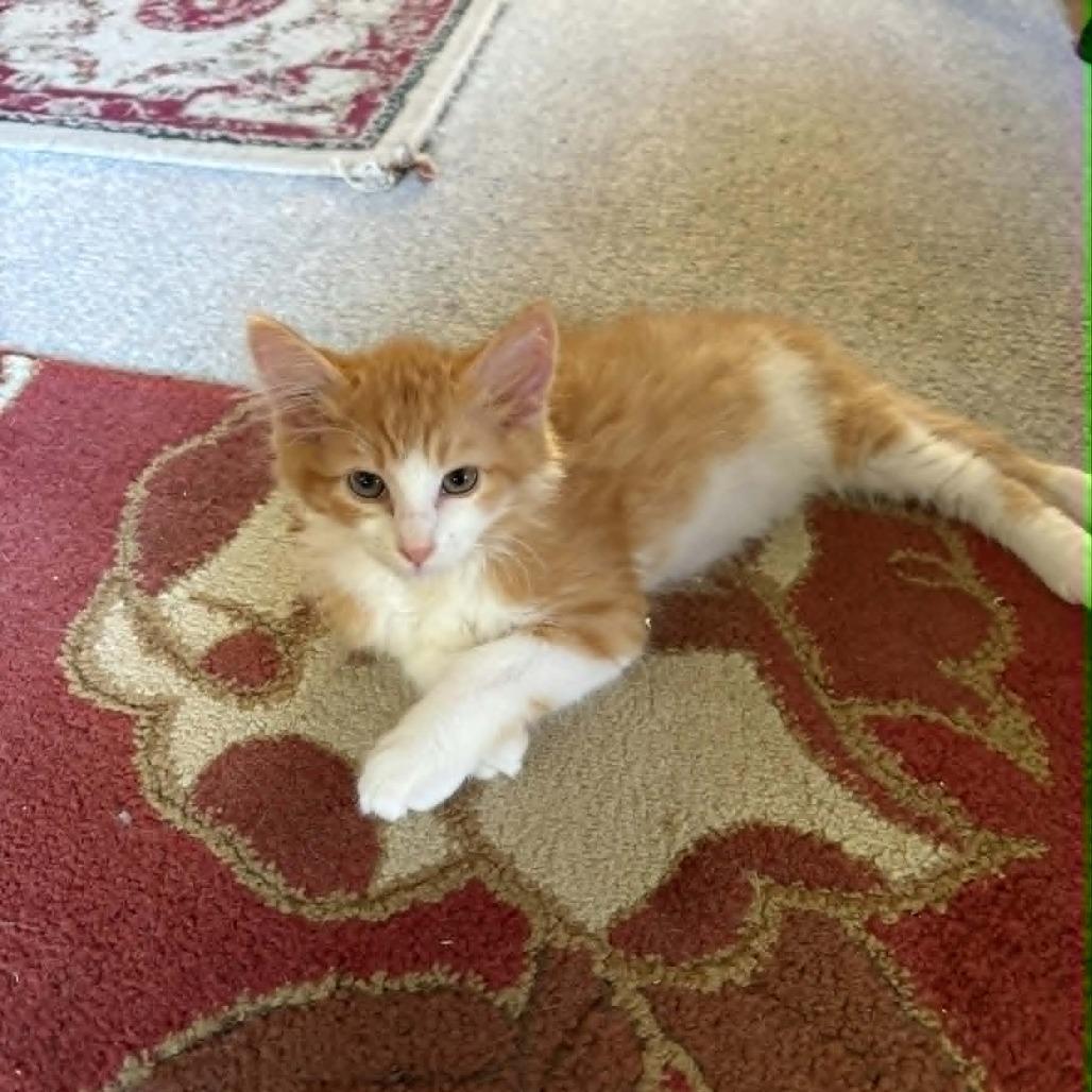Yankee, Adoptable, Kitten Male Domestic Medium Hair.