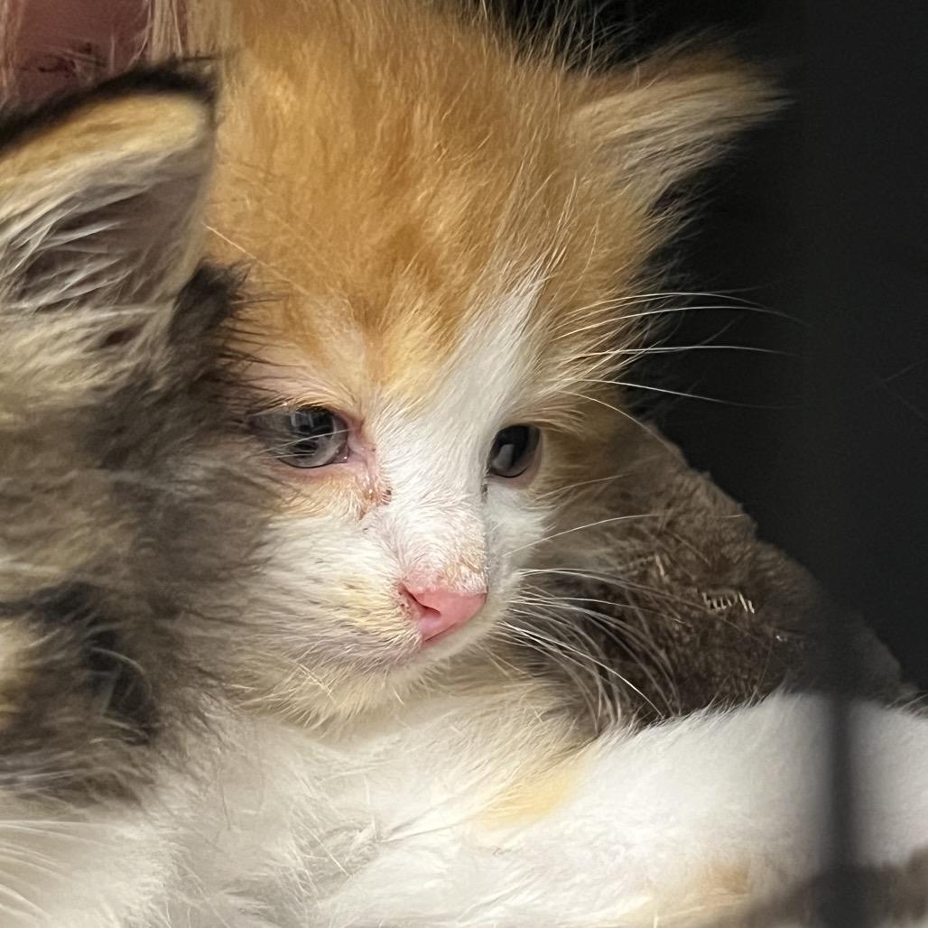 Enlarge Yankee, a Adoptable Domestic Medium Hair in Abbotsford, BC image 2/6