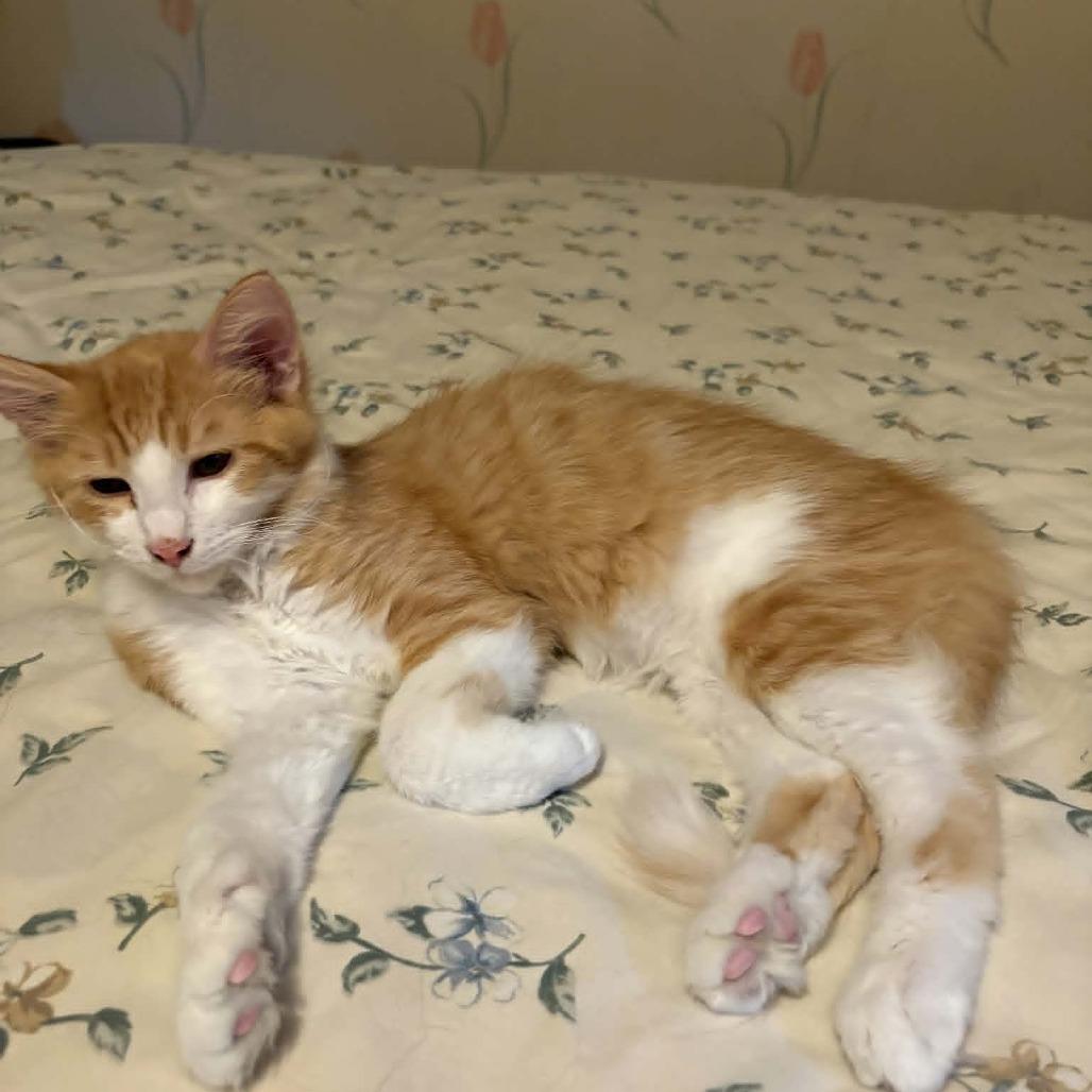 Enlarge Yankee, a Adoptable Domestic Medium Hair in Abbotsford, BC image 3/6