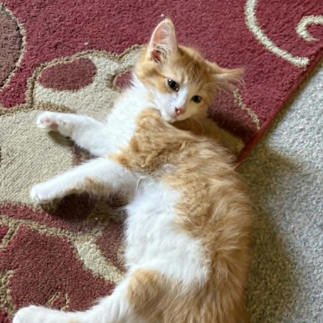 Enlarge Yankee, a Adoptable Domestic Medium Hair in Abbotsford, BC image 4/6