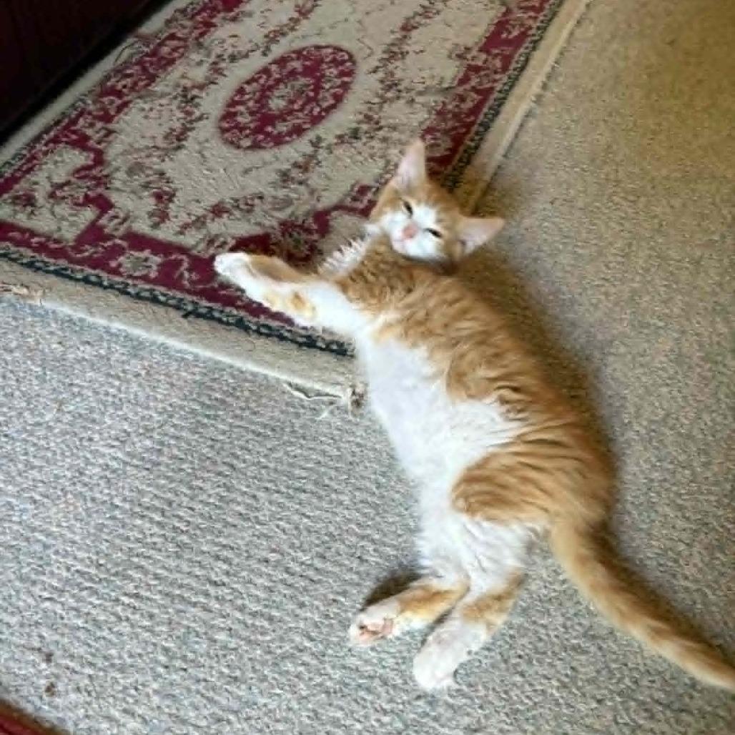Enlarge Yankee, a Adoptable Domestic Medium Hair in Abbotsford, BC image 6/6