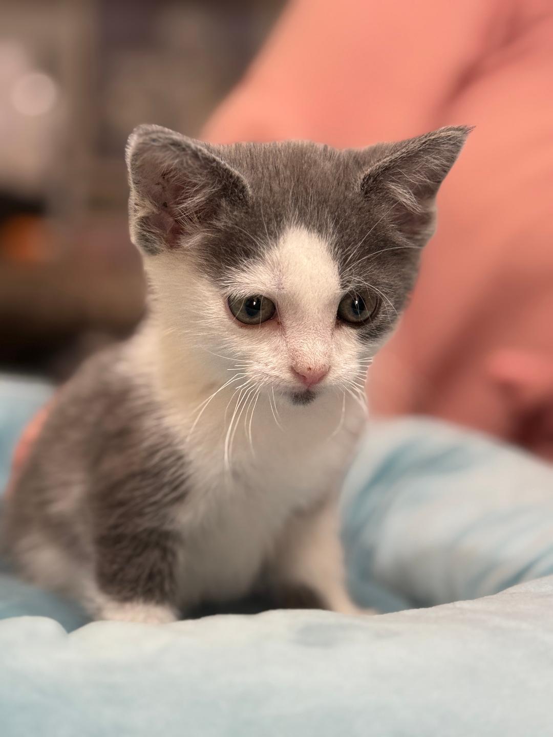 Skylar, Adoptable, Kitten Female Domestic Short Hair.