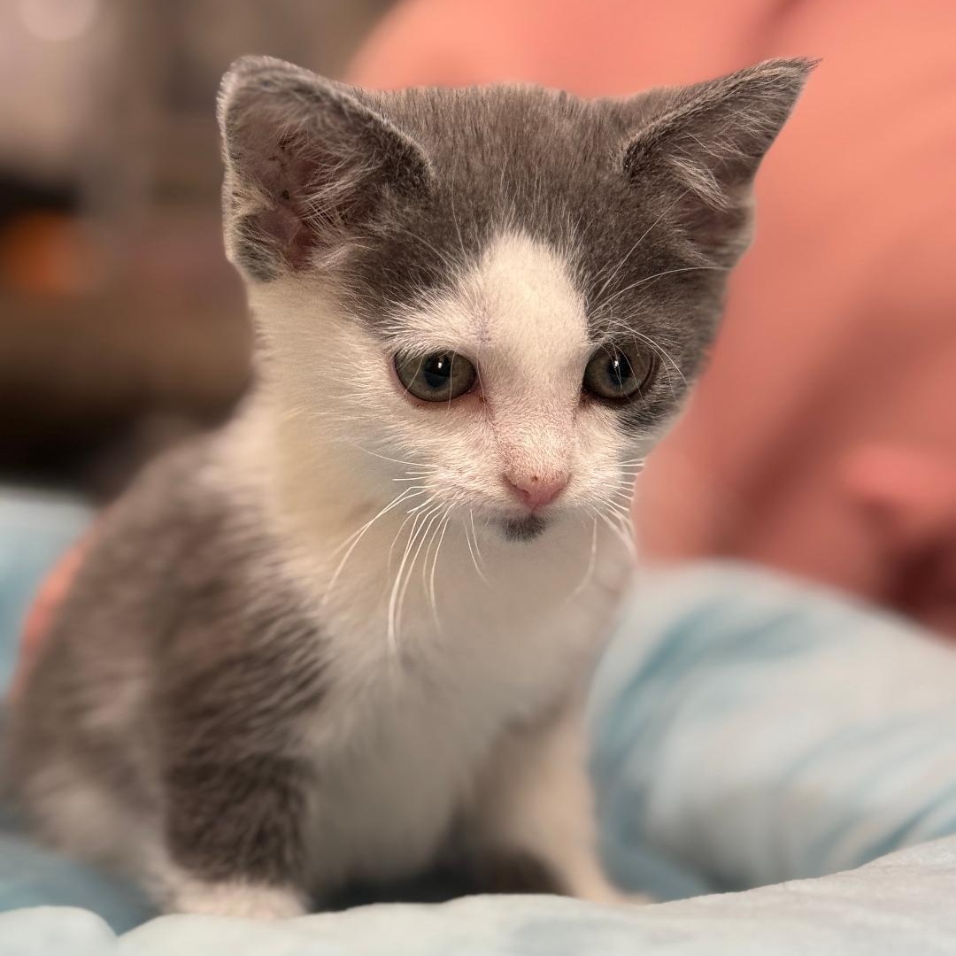 Enlarge Skylar, an adopted Domestic Short Hair in Johnson City, TN image 2/3