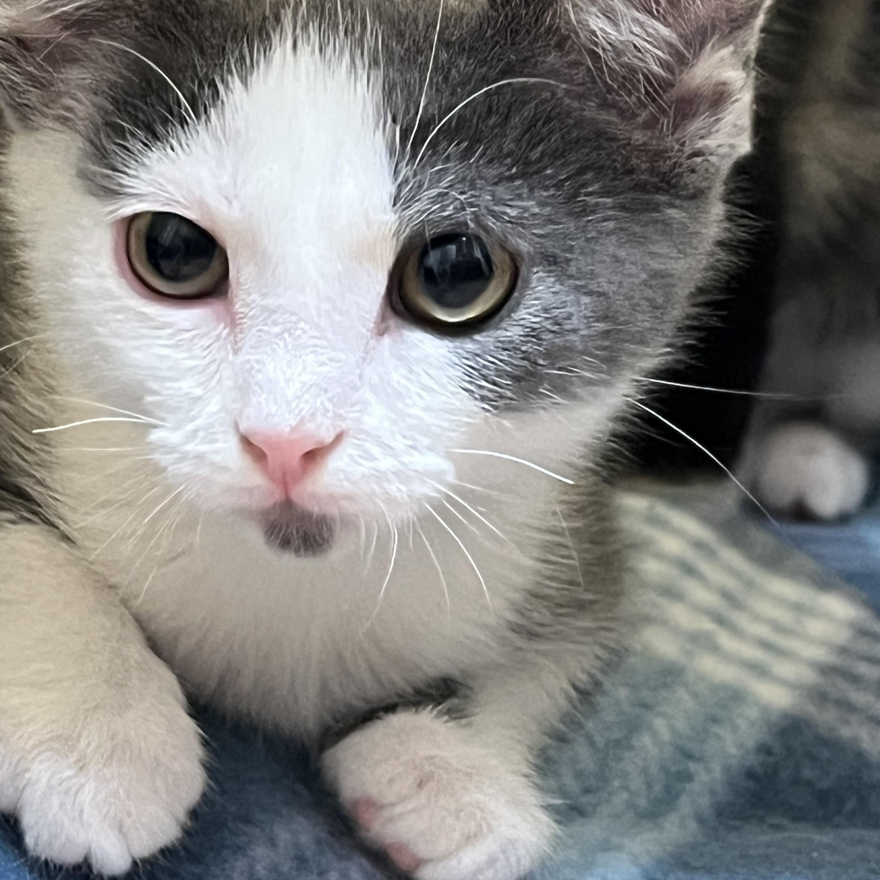 Enlarge Skylar, an adopted Domestic Short Hair in Johnson City, TN image 3/3