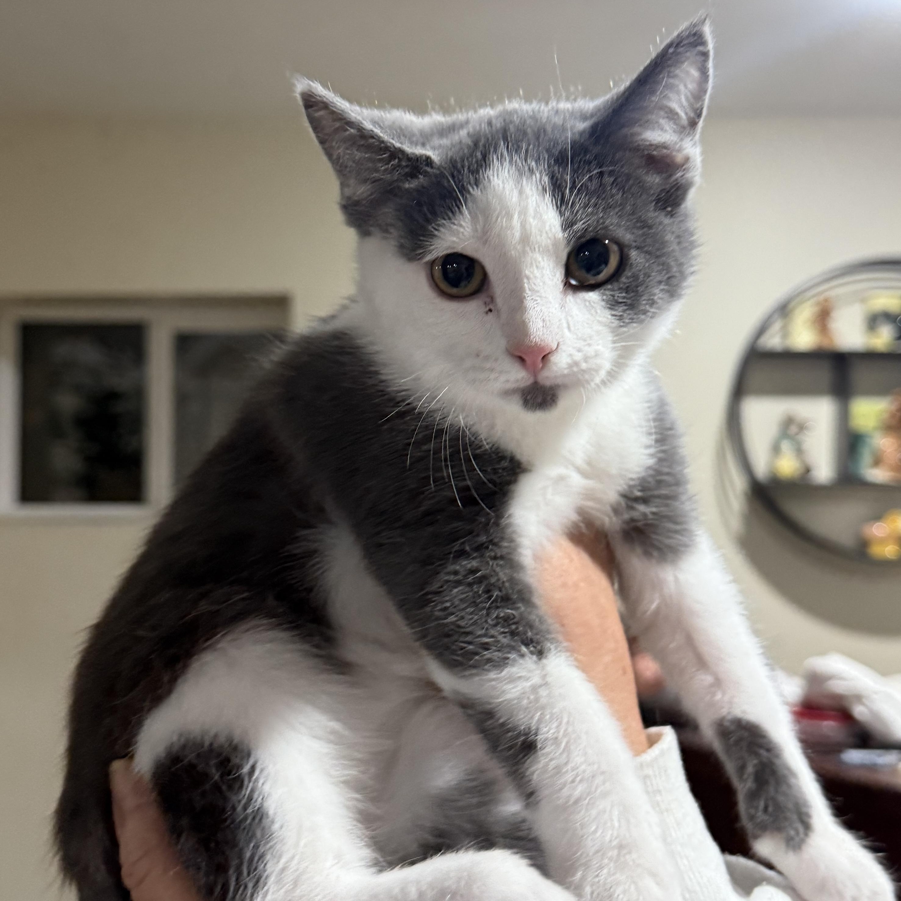 Enlarge Skylar, an adopted Domestic Short Hair in Johnson City, TN image 1/3