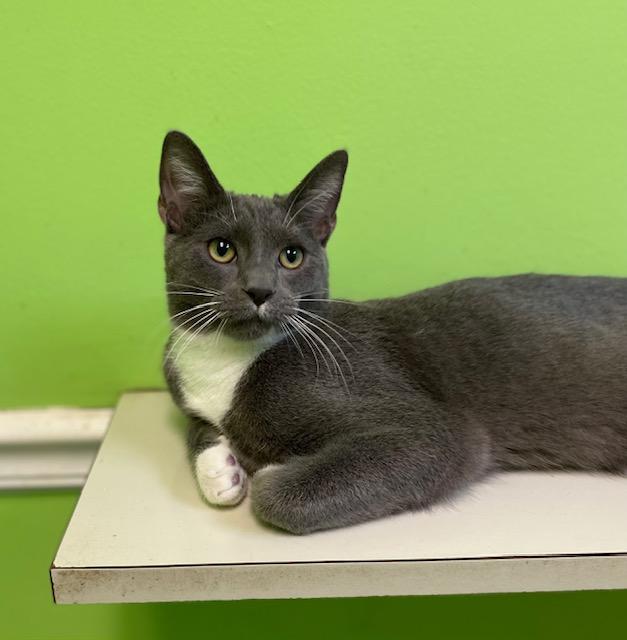 Enlarge Tux, a ADOPTABLE Domestic Short Hair in Memphis, TN image 2/3