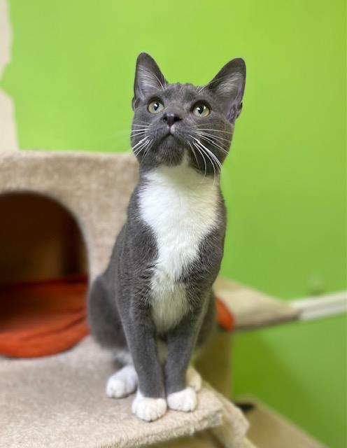Enlarge Tux, a ADOPTABLE Domestic Short Hair in Memphis, TN image 3/3